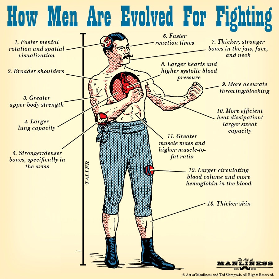 vintage man anatomy cross section evolved for fighting