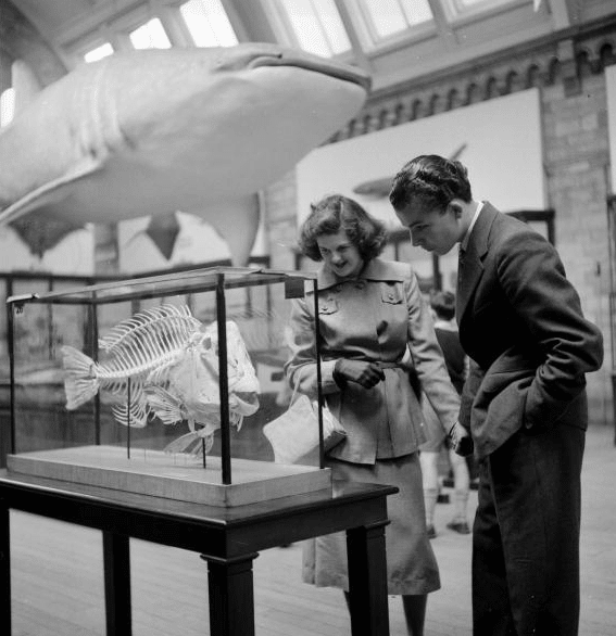 Vintage couple looking at fish skeleton in museum. 