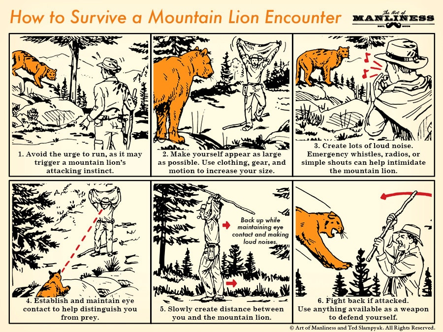 The steps are required to survive a mountain lion encounter illustration.