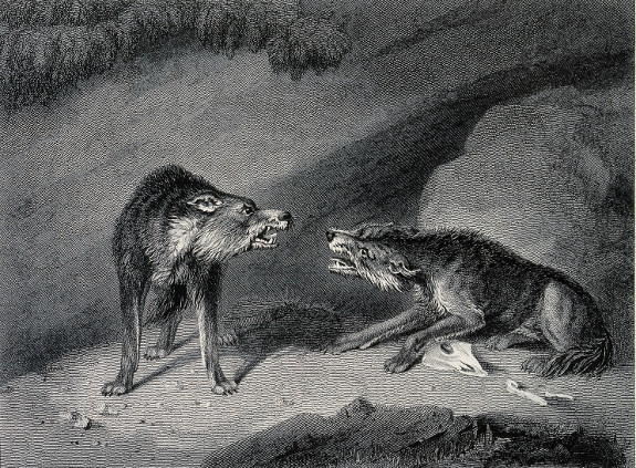 What Alpha Wolves Are Really Like The Art Of Manliness