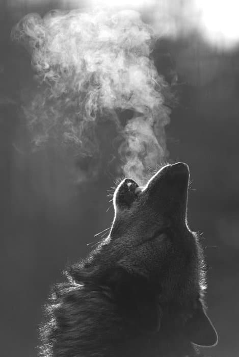 Wolf howling to sky steam coming from mouth. 