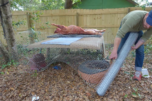 A man using galvanized wire to wrap around the pig meat.