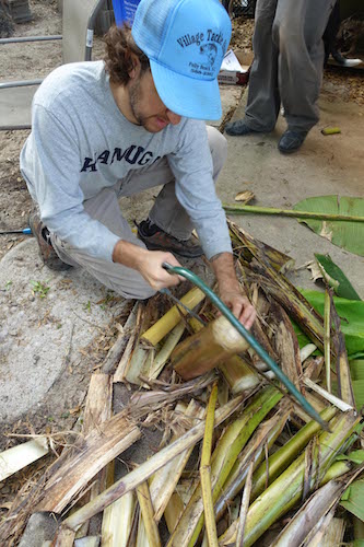 Man cutting the banana tree trunk with saw. 