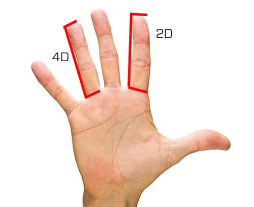 2d 4d Ratio Chart