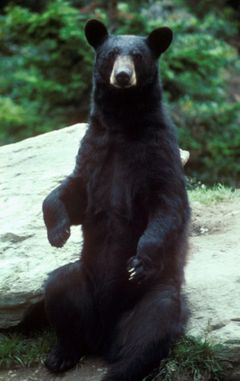 Standing Black Bear