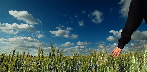 A person's hand reaching out into a field of wheat, symbolizing the virtuous life.