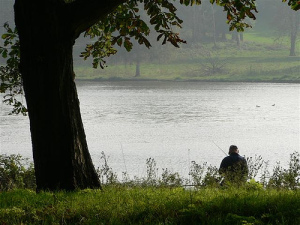 A man is fishing in a lake near a tree.