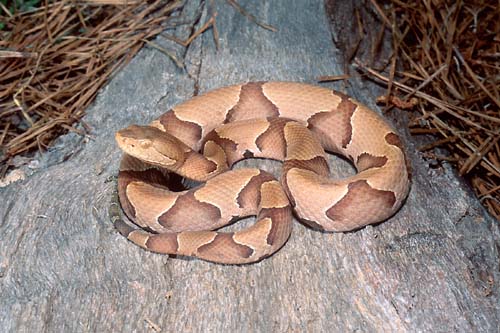 Copperhead snake.