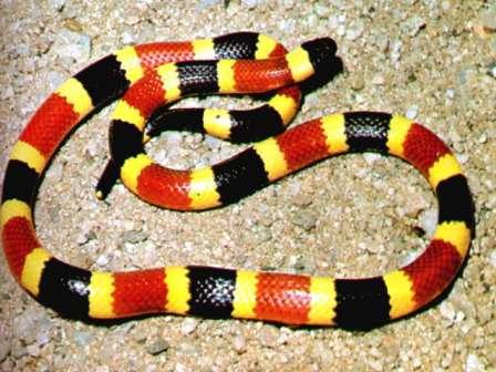 Coral snake portrait.