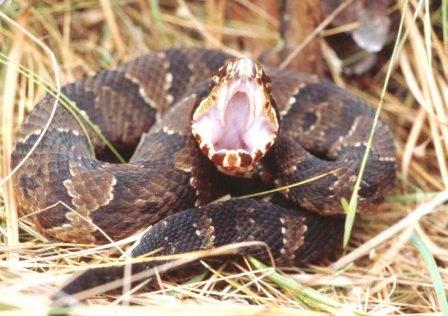 Cottonmouth snake.