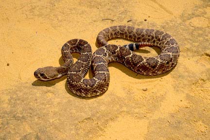 Diamondback rattlesnake in desert.