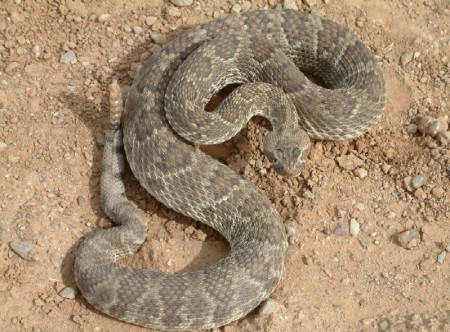Mojave rattlesnake in dirt soil.