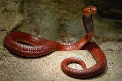 Red spitting cobra.