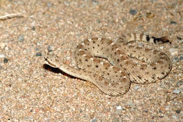Colorado desert rattlesnake.