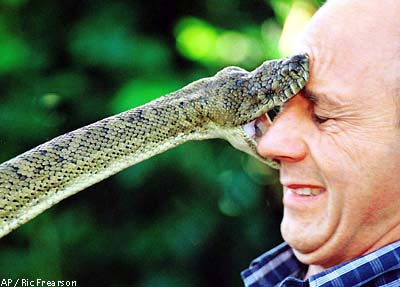 Man getting bit by snake on the face.