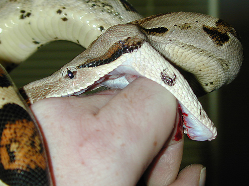 Man getting bit by snake on the hand.