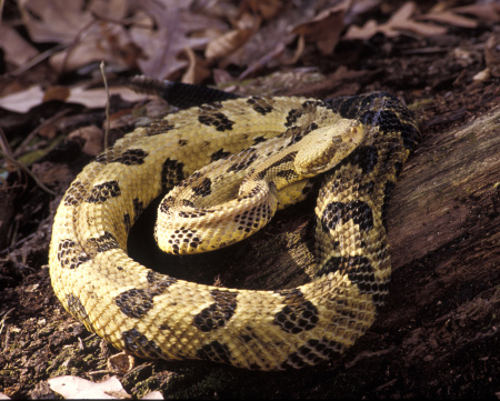 Timber rattlesnake.