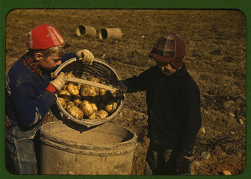 Vintage young boys harvesting potatoes into bucket.