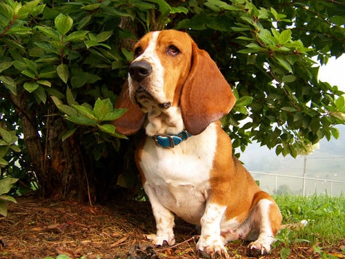 Basset hound dog portrait.