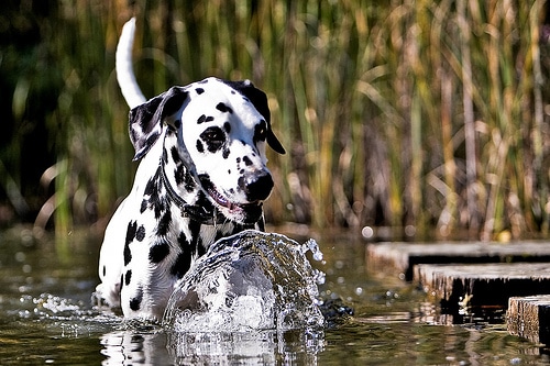 Dalmatian dog portrait.