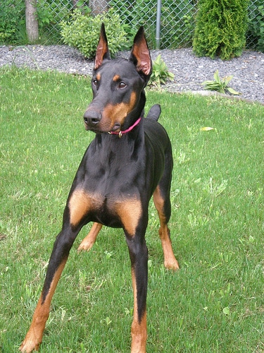 Doberman pinscher dog portrait.