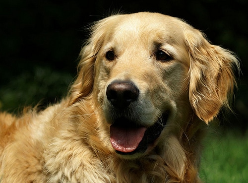 Golden retriever dog portrait.