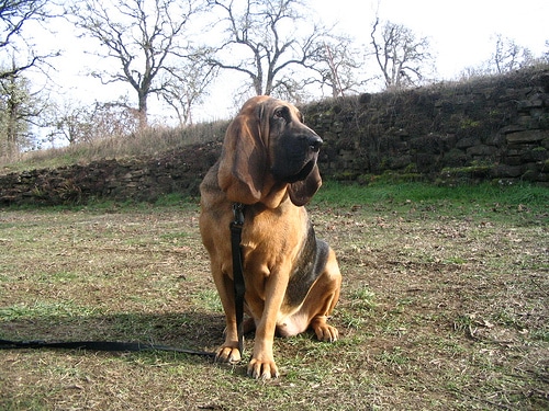 Bloodhound dog portrait.