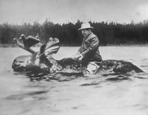 Theodore Roosevelt riding bull moose in water.