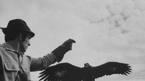 Introduction: A man practicing falconry with an eagle perched on his hand.