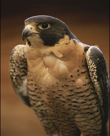 Peregrine Falcon portrait. 