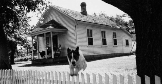 A resilient black and white dog in front of a house.