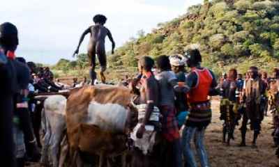 hamar cow jumping photo male rite of passage