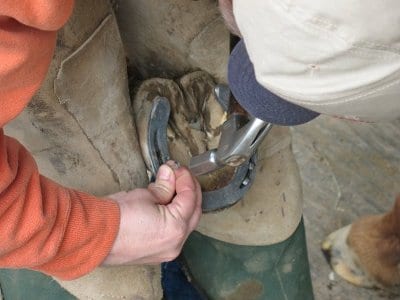Close up photo farrier attaching shoes to horse.
