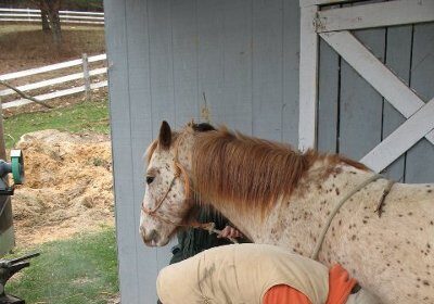 A man, possibly a farrier, is sanding a horse as part of his job. He seems to know what he is doing and appears to want the horse's coat to be smooth and polished