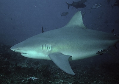 A view of bull shark in sea.