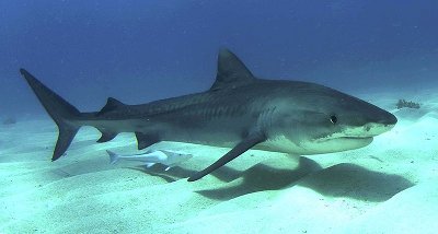 A view of tiger shark illustration.