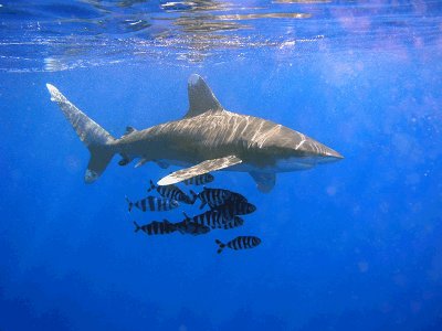 A view of white shark in sea.