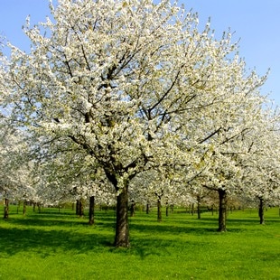 Pear tree with blossom in a spring.
