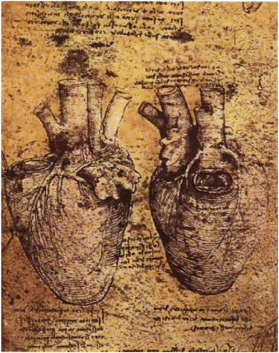 Da Vinci notebook about drawings of human heart.