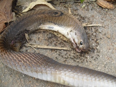 Died Cobra snake with pile of ants on ground.