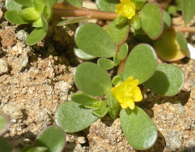 Purslane plants portrait.