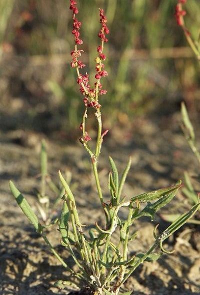 Sheep sorrel plants portrait.