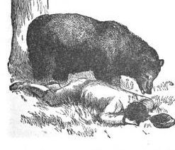 Bear sniffing the lying man.