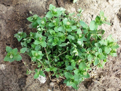 Chickweed plants portrait.