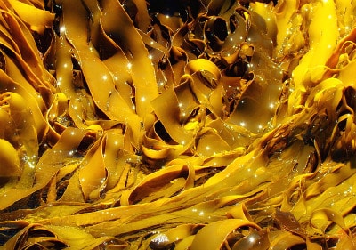Kelp plants portrait.