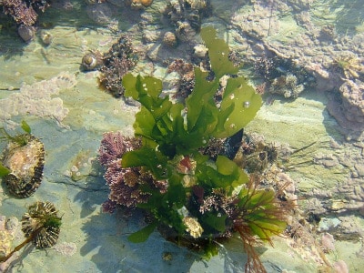 Green Seaweed plants portrait.