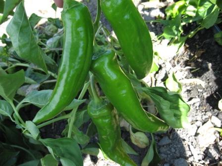 Anaheim green peppers growing on plant. 