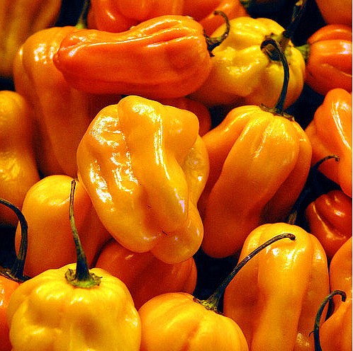 Habanero orange peppers are being displayed.