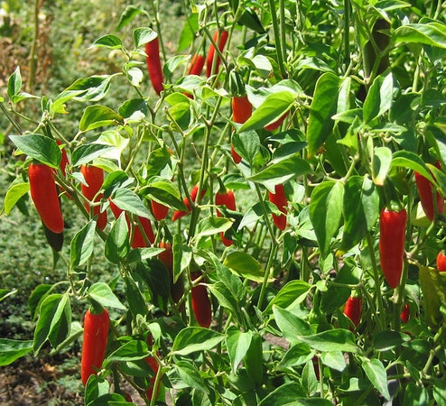 Serrano red peppers growing on plants.