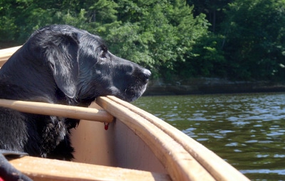 A black dog sits on the bow of a canoe, engaging in some pooch canoeing.